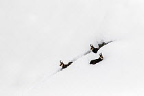 Chamois (Rupicapra rupicapra) in deep snow trying to struggle their way out, Gran Paradiso National Park, Italy, ~November. Highly commended in the Portfolio category of the Terre Sauvage Nature Image...
