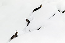 Chamois (Rupicapra rupicapra) in deep snow trying to struggle their way out, Gran Paradiso National Park, Italy, November.