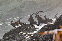 Alpine ibex (Capra ibex) group on a rocky mountain side  on misty day,  Gran Paradiso National Park, Italy. November.
