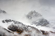 Snow covered mountain sides in Valsavarenche Valley with European larch (Larix decidua) trees in autumn, Gran Paradiso National Parks, Italy, November 2014.