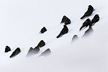 Alpine chough (Pyrrhocorax graculus) group resting in snow, Stelvio National Park, Sudtirol, Italy. March