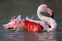 European flamingo (Phoenicopterus roseus) bathing~Camargue, France, May.