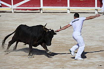 Course Camarguaise bullfight, a traditional bullfight which does not kill or harm the bulls. Young men try to snatch ropes from the horns of the bull. Arles, Camargue, France,  May.