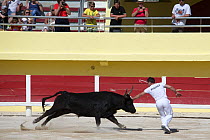 Course Camarguaise bullfight, a traditional bullfight which does not kill or harm the bulls. Young men try to snatch ropes from the horns of the bull. Arles, Camargue, France,  May.