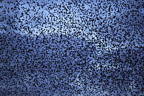 Flock of Common starlings (Sturnus vulgaris) gathering before landing at winter roost. The Netherlands, November.
