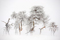 Trees in Hautes Fagnes Nature Reserve in winter after snowfall. This area - Noir Flohay was burnt a few years ago and some trees are still blackened, Hautes Fagnes, Belgian Ardennes, Belgium, February...
