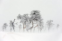 Trees in Hautes Fagnes Nature reserve in winter after snowfall. This area - Noir Flohay was burnt a few years ago and some trees are still blackened, Hautes Fagnes, Belgian Ardennes, Belgium, February...