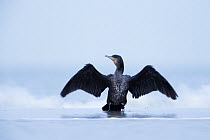 Common / Great cormorant (Phalacrocorax carbo sinensis) sitting at the edge of the sea, Zeeland, The Netherlands, January