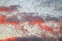 Large flock of Common starlings (Sturnus vulgaris) gathering before landing at winter roost, The Netherlands. November