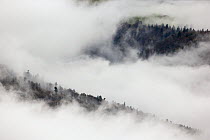 Pine trees in mist,  Ballons des Vosges Regional Natural Park, Vosges Mountains, France, October 2014.