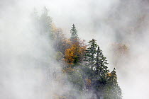 Pine trees in mist,  Ballons des Vosges Regional Natural Park, Vosges, France, October 2014.