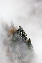 Pine trees in their landscape emerging from the clouds and mist, Ballons des Vosges Regional Natural Park, Vosges, France, October.
