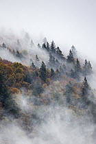 Pine trees in misty landscape, Ballons des Vosges Regional Natural Park, Vosges Mountains, France, October 2014.