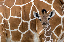 Reticulated giraffe (Giraffa camelopardalis reticulata) young standing close to its mother, Samburu Game Reserve, Kenya, Africa, August.