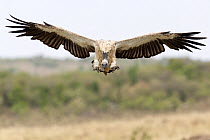 Ruppell's griffon vulture (Gyps rueppellii) flying in to land on carcass. Masai Mara National Reserve, Kenya, August