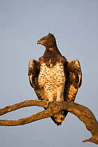 Martial eagle (Polemaetus bellicosus) perched on a branch. Masai Mara National Reserve, Kenya, Africa, August.