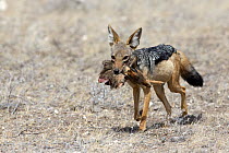 Black-backed jackal  (Canis mesomelas schmidti ) with the head of a Kirk's dik-dik (Madoqua kirkii) Samburu Game Reserve, Kenya, Africa. August.
