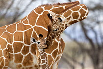 Reticulated giraffe (Giraffa camelopardalis reticulata) mother grooming baby, Samburu Game Reserve, Kenya, Africa, August.