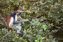Zanzibar red colobus monkey (Procolobus kirkii) eating leaves, Jozani forest, Jozani Chwaka Bay NP, Zanzibar, Tanzania, August.