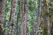 Red Mahogany trees (Khaya anthotheca) Jozani forest,  Jozani Chwaka Bay NP, Zanzibar, Tanzania, August