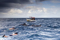 Children snorkelling in the sea and swimming with bottlenose dolphins  (Tursiops truncatus)  with boat approaching. Indian Ocean, Zanzibar, Tanzania, August 2014.