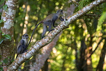 Blue monkey (Cercopithecus mitis) female with youngster, Jozani Forest, Jozani Chwaka Bay NP, Zanzibar, Tanzania, August.