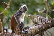 Zanzibar red colobus monkey (Procolobus kirkii) portrai,t sitting in a tree, Jozani forest, Jozani Chwaka Bay NP, Zanzibar, Tanzania. August