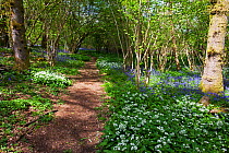Footpath through Garston Wood RSPB reserve with Bluebell (Hyacinthoides non-scripta) and Ramsons (Allium ursinum) near Shaftesbury, Dorset, UK May