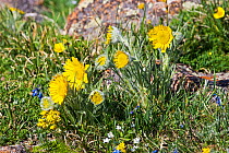 Alpine sunflower (Tetraneuris grandiflora) Trailridge Road, Rocky Mountain National Park, Colorado USA June