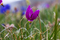 Few-flowered shooting-star (Dodecatheon pulchellum) in wild flower meadow, Bear Tooth Pass, Wyoming USA June