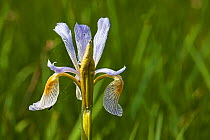 Rocky mountain iris (Iris missouriensis) Lamar Valley, Yellowstone National Park, Wyoming June