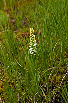 White bog orchid (Platanthera dilatata) The Grand Loop, Yellowstone National Park, Wyoming, USA June