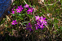 Fairy primrose (Primula angustifolia) Rocky Mountain National Park, Colorado, USA June