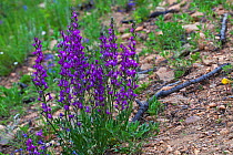 Purple locoweed (Oxytropus lambertii) on roadside verge, Rocky Mountain National Park, Colorado USA June