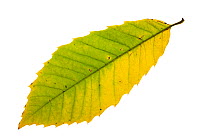 Sweet chestnut (Castanea sativa) individual leaf on lightbox Ringwood Hampshire UK October