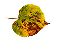 Common lime (Tilia x vulgaris) individual leaf on lightbox Ringwood Hampshire UK October