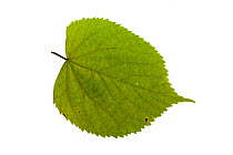 Common lime (Tilia x vulgaris) individual leaf on lightbox Ringwood Hampshire UK October