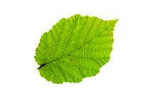Common hazel (Corylus avellana) individual leaf on lightbox Ringwood Hampshire UK October