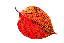 Red-barked dogwood (Cornus alba) individual leaf on lightbox Ringwood Hampshire UK October