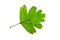 Hawthorn (Crataegus monogyna) individual leaf on lightbox Ringwood Hampshire UK October