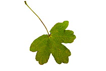 Field maple (Acer campestre) individual leaf on lightbox, Ringwood, Hampshire, UK October
