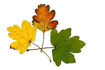 Field maple (Acer campestre) three different coloured leaves on lightbox, Ringwood, Hampshire, UK October