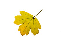 Field maple (Acer campestre) individual leaf on lightbox, Ringwood, Hampshire, UK October