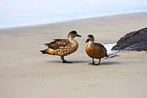 Crested duck (Laphonetta specularioides specularioides) pair on the shore, Saunders Island Falkland Islands, November