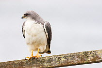 Variable hawk (Buteo polyosoma) perched on part of a fence, Darwin, East Falkland, Falkland Islands November