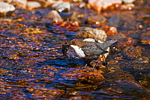 White-throated dipper (Cinclus cinclus) with nesting material on rock in the Allt a'Mharcaidh stream, Strathdearn, Highland Region, Scotland UK April