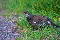 Blue grouse (Dendragapus obscurus) male in undergrowth, Signal Mountain, Grand Teton National Park, Wyoming, USA June