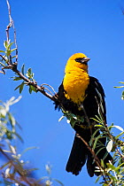 Yellow-headed blackbird (Xanthocephalus xanthocephalus) near Broadview, Montana, USA June