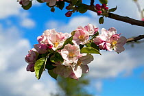 Apple blossom (Malus domestica) in an allotment, Ringwood, Hampshire, UK April
