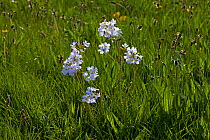 Cuckoo flower (Cardamine pratensis) and Ribwort plaintain (Plantago lanceolata) flowering in water meadows, Ringwood, Hampshire, UK April